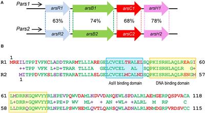 A Bifan Motif Shaped by ArsR1, ArsR2, and Their Cognate Promoters Frames Arsenic Tolerance of Pseudomonas putida